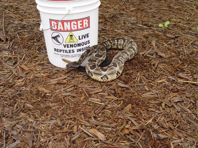Rattlesnake found in Seymour, Indiana garage in Aug. 2019