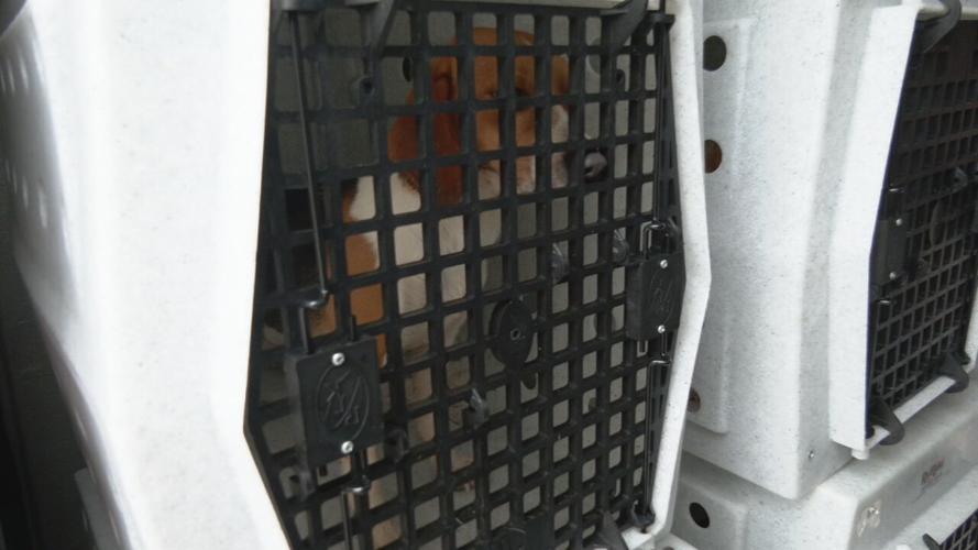 Beagles at KY Humane Society (11).jpeg