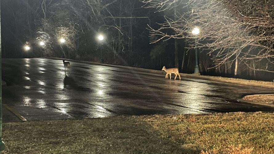 ICE STORM 2-3-2022 - FRENCH LICK 2 .jfif