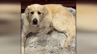 GRRAND adopt/foster