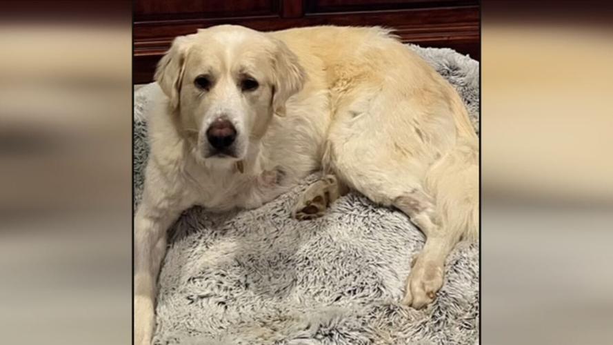 GRRAND adopt/foster