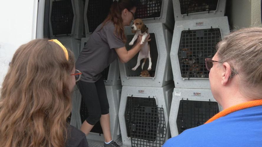 Beagles at KY Humane Society (10).jpeg