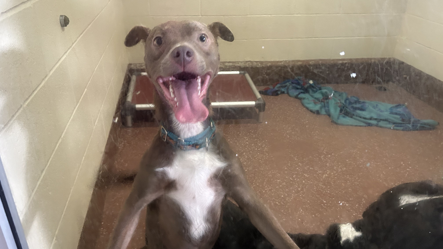LMAS Adoptable happy dog