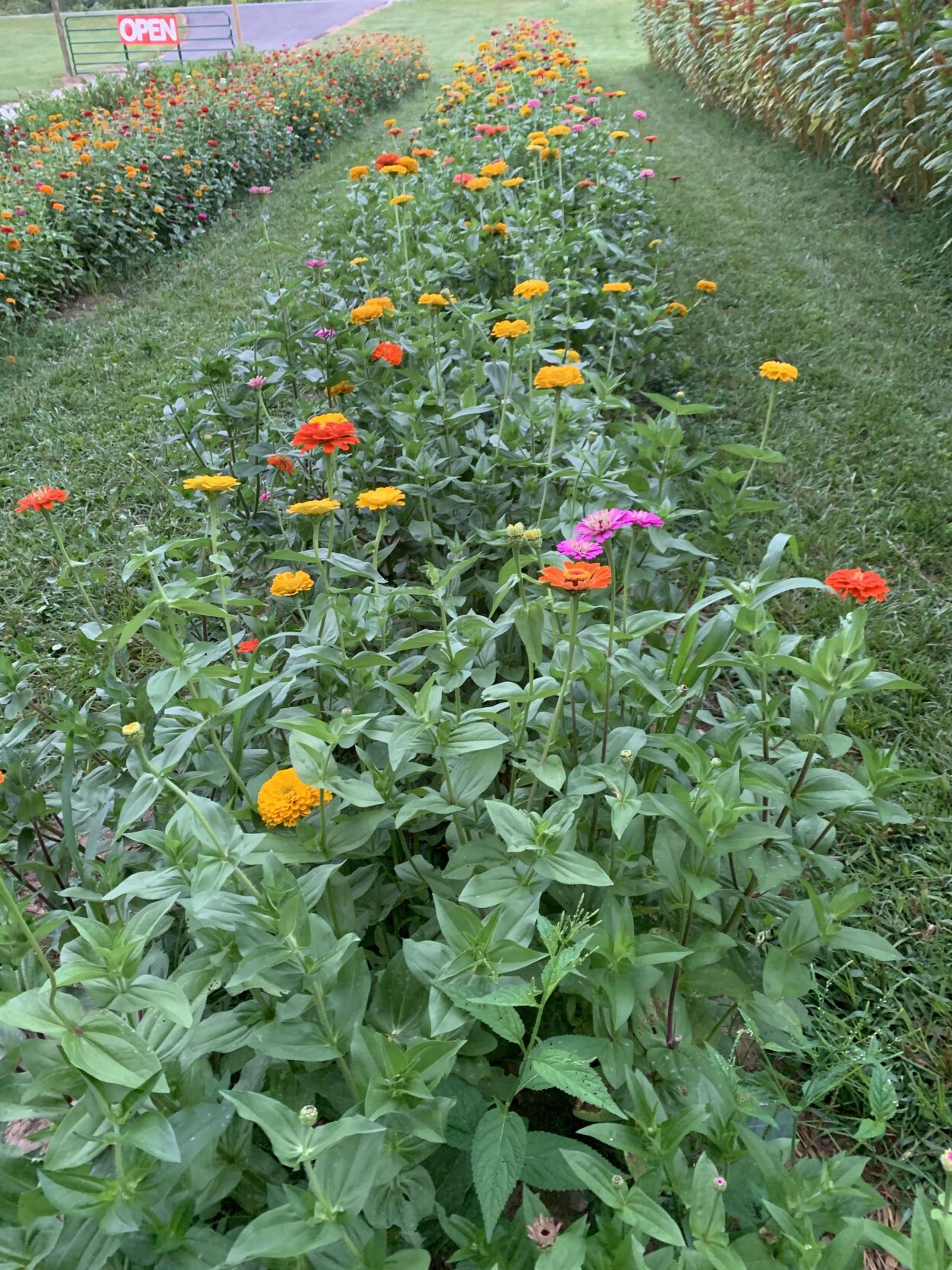 135 IN Bloom (15).JPG