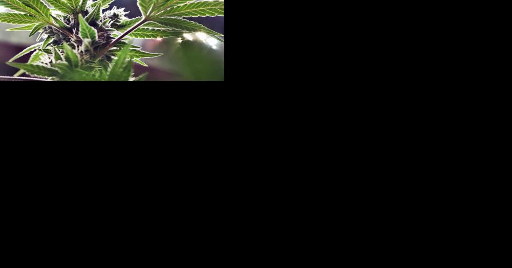 Move to reclassify marijuana on federal level gives hope to Kentucky weed advocates - Vimarsana News