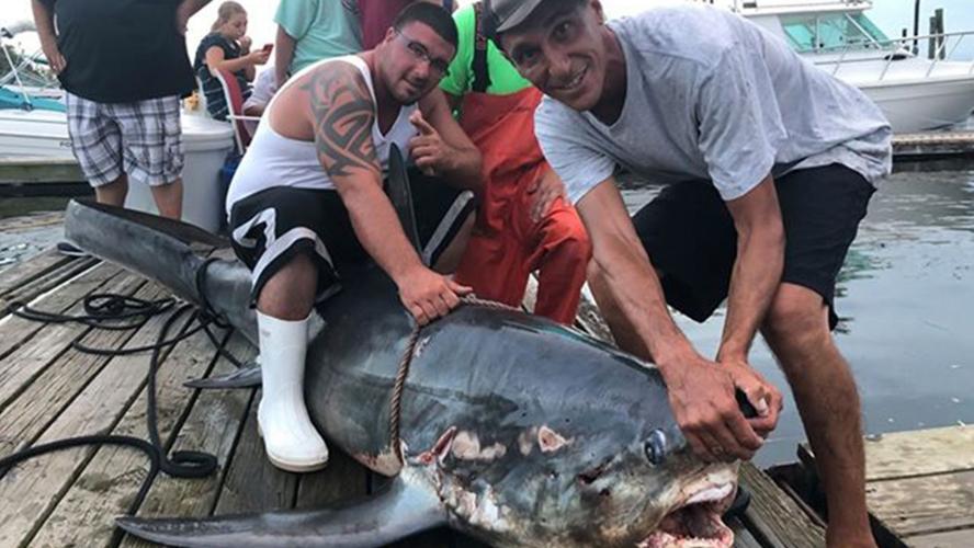 Monster Shark Caught by Staten Island Fishing Club