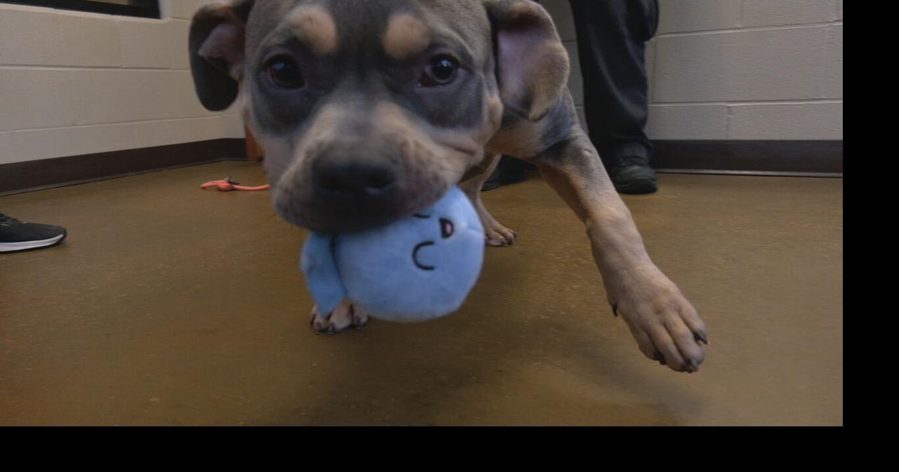 Hardin County Animal Command now caring for 14 puppies rescued from dwelling of Radcliff pet dog trainer | News
