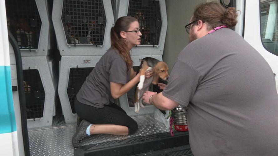 Beagles at KY Humane Society (9).jpeg
