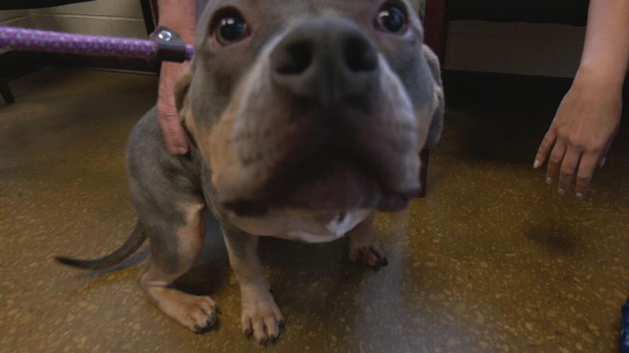 Hardin County rescued puppies