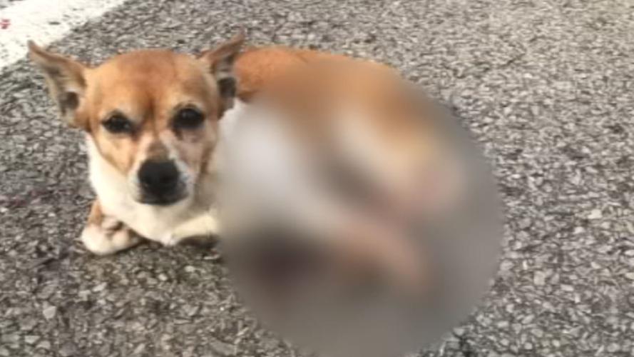 SPENCER CO. ANIMAL CONTROL OFFICER SUSPENDED 10PKG.transfer_frame_2130 dog.jpg