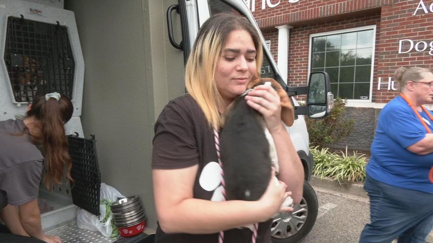 Beagles at KY Humane Society (8).jpeg