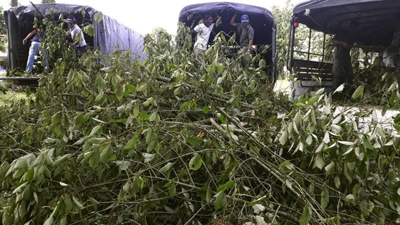 Kratom plants in China