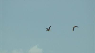 Birds flying over Kentucky
