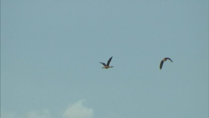 Birds flying over Kentucky