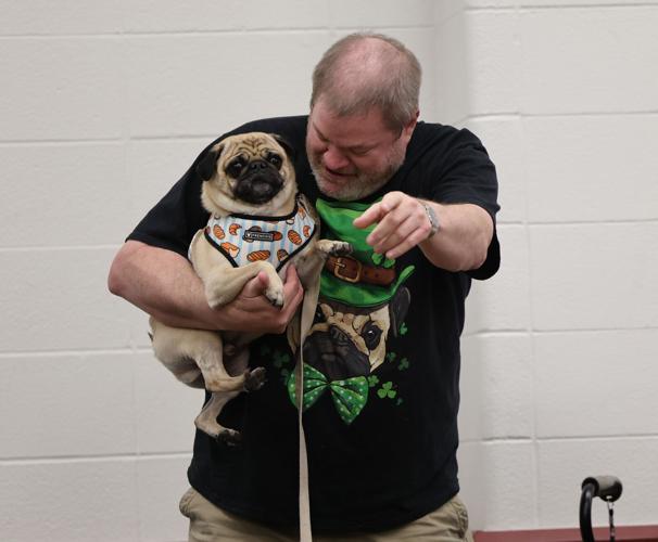 Person prepares pug for race