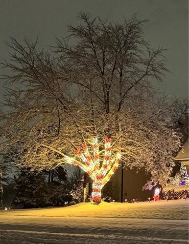 Snow covered tree from Tyler Reynolds 12.02.2025.jpg