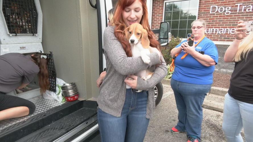 Beagles at KY Humane Society (7).jpeg