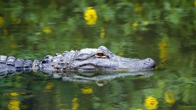 ALLIGATOR  FILE - FOX NEWS.jpg
