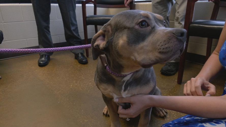 Hardin County rescued puppies