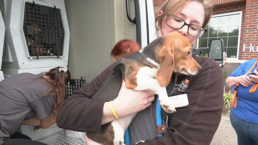 Beagles at KY Humane Society (6).jpeg