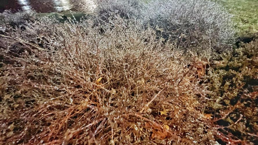 ICE STORM 2-3-2022 - FRENCH LICK 4 .jfif