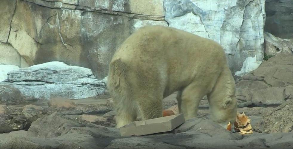 polar bear enjoys a pumpkin at the louisville zoo.jpg