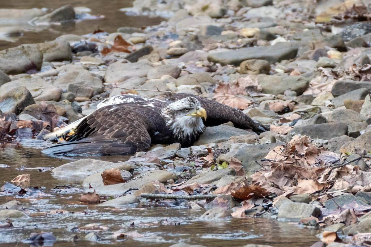 Bald Eagle found at Bernheim Forest on Dec. 30, 2020