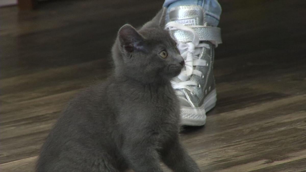 Purrfect Day Cafe Hits 1 000 Adoptions In Less Than A Year