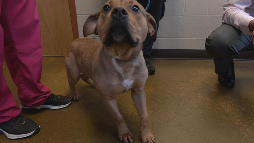 Hardin County rescued puppies