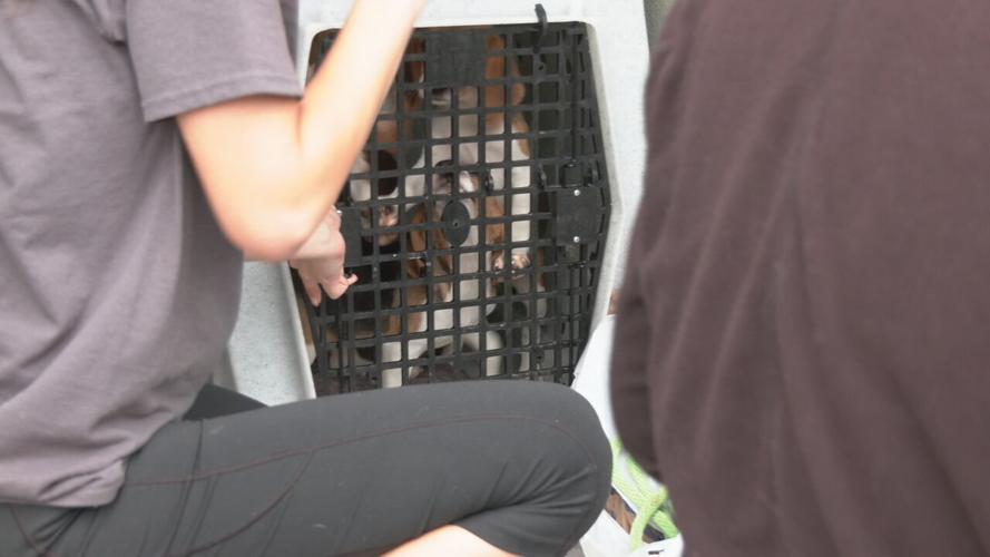 Beagles at KY Humane Society (5).jpeg