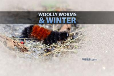 WOOLLY WORMS: What Do They Indicate For The Upcoming Winter Season?