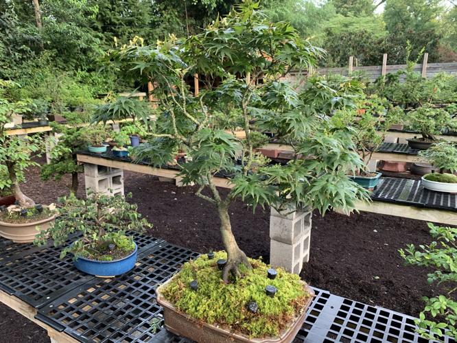 TWISTED NATURE BONSAI - KEITH KAISER - 8-11-2020  (4).JPG