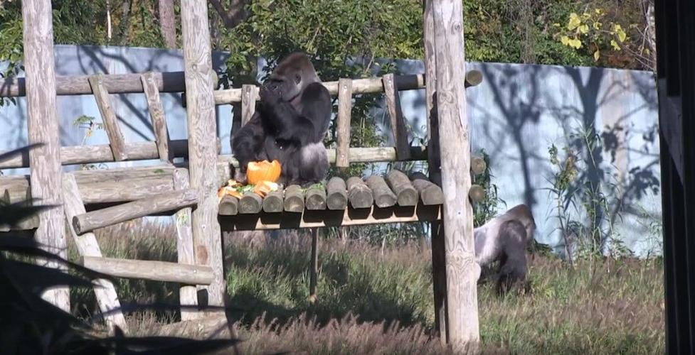 gorilla eating seeds out of a pumpkin.jpg