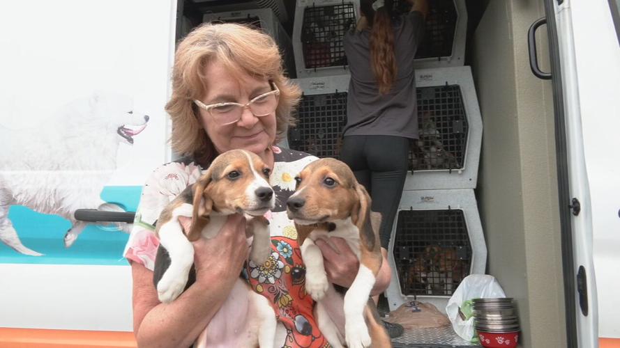 Beagles at KY Humane Society (4).jpeg