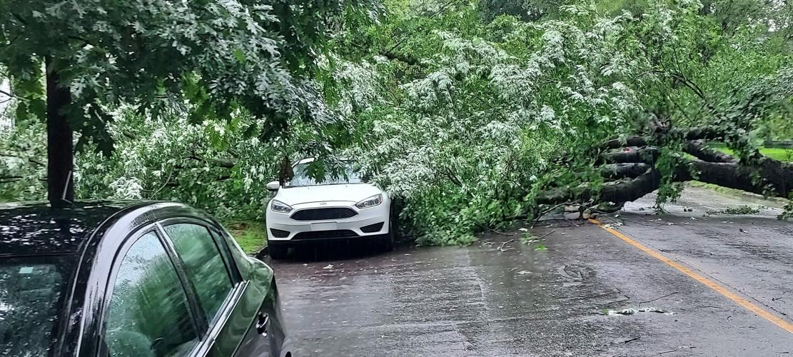 Trees down in Old Louisville.jpg