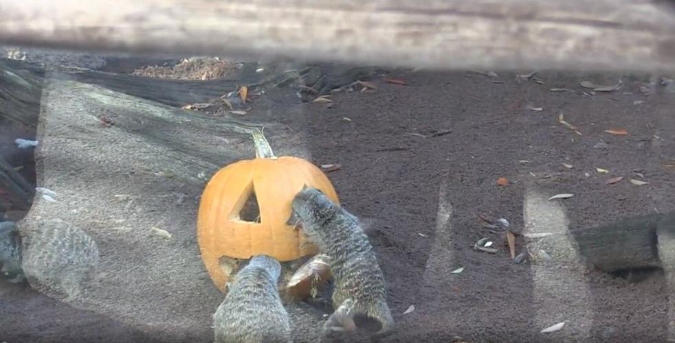 meerkats with a pumpkin at the louisville zoo.jpg