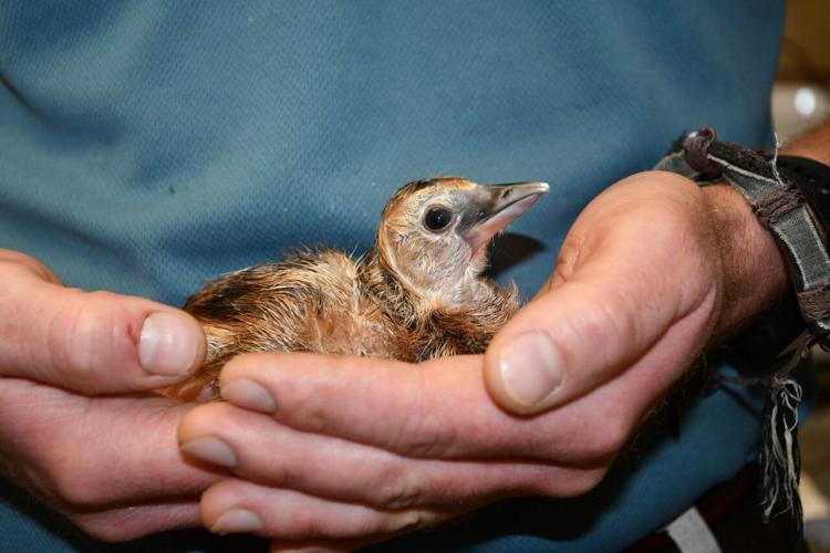 east african crowned crane chick.jpg