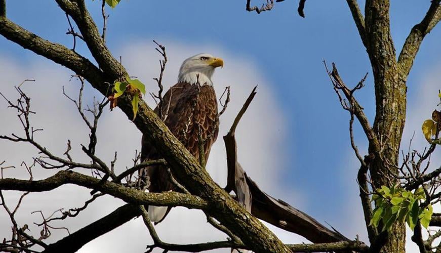 Bald eagle seen at GE Appliance Park