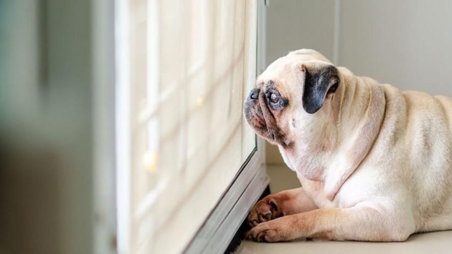 Pug waits at window