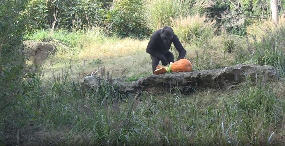 monkey at Louisville Zoo with pumpkin.jpg