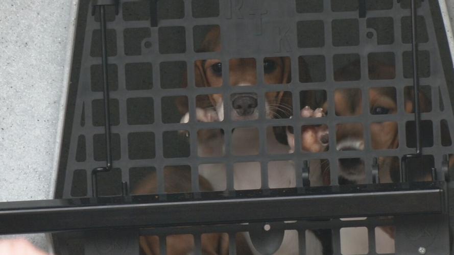 Beagles at KY Humane Society (2).jpeg
