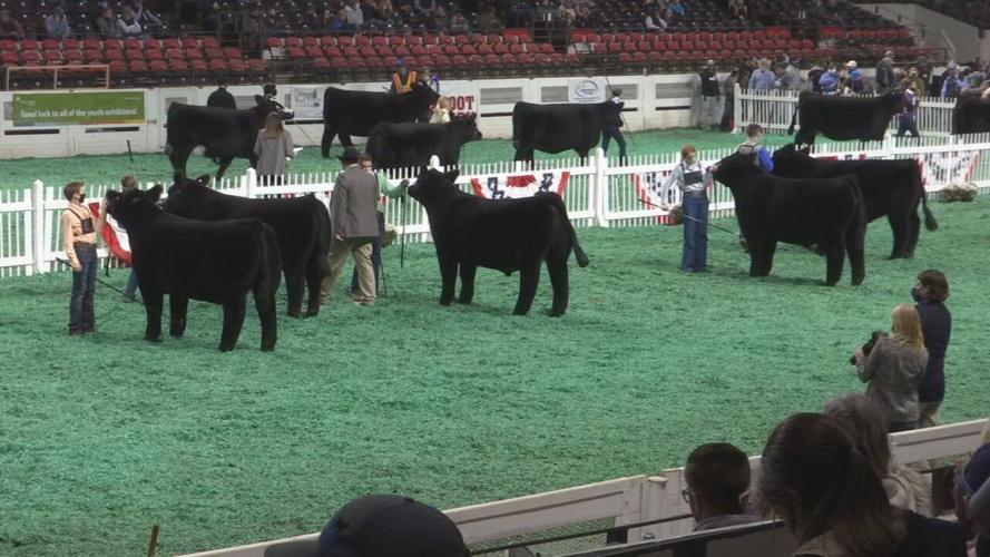 Livestock expo