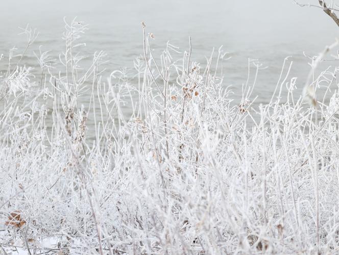 Ice on branches.JPG