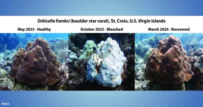 NOAA confirms 4th global coral bleaching event