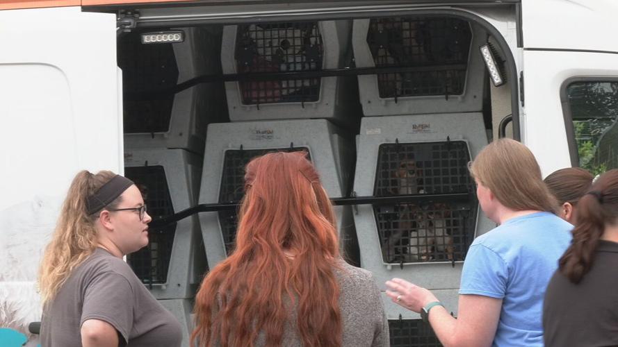 Beagles at KY Humane Society (1).jpeg