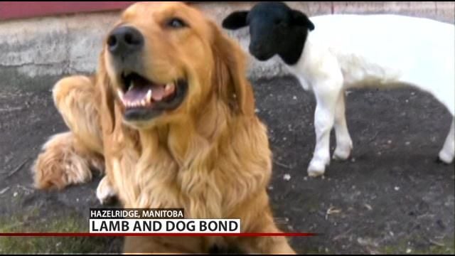 golden retriever and lamb