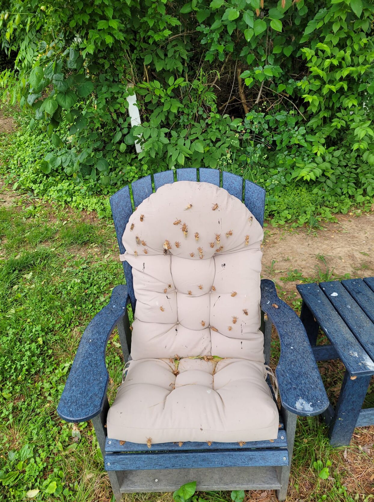 cicada7.jpg