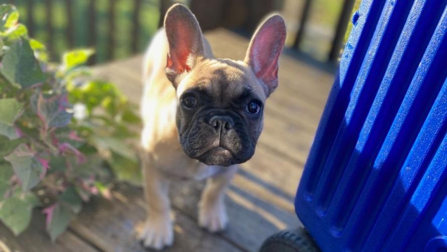 Rabbit Hash Mayor Wilbur Beast