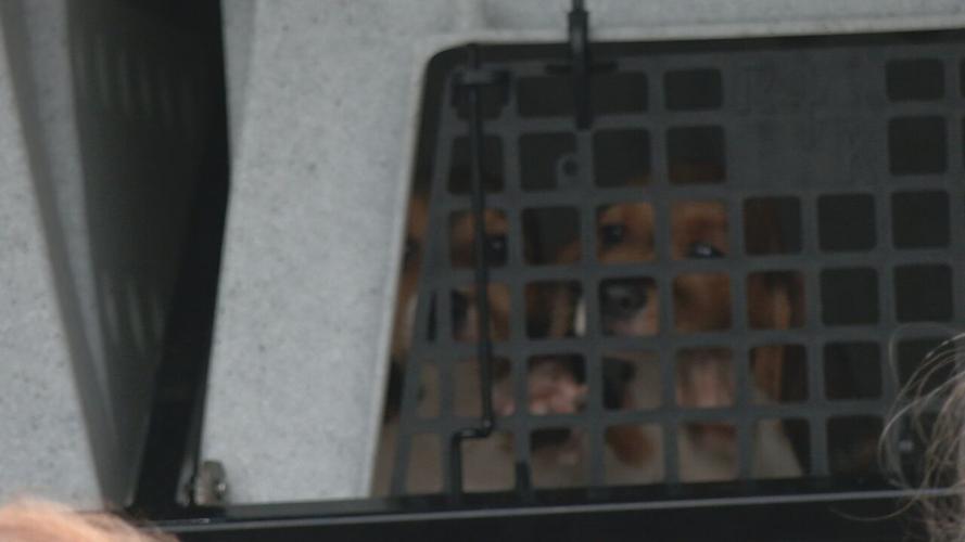 Beagles at KY Humane Society.jpeg