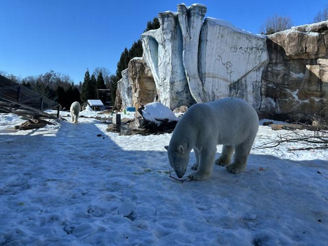 Polar bears interact at the Louisville Zoo